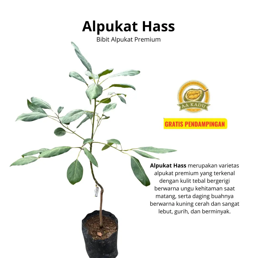 Bibit Alpukat Hass Okulasi - Bibit Premium