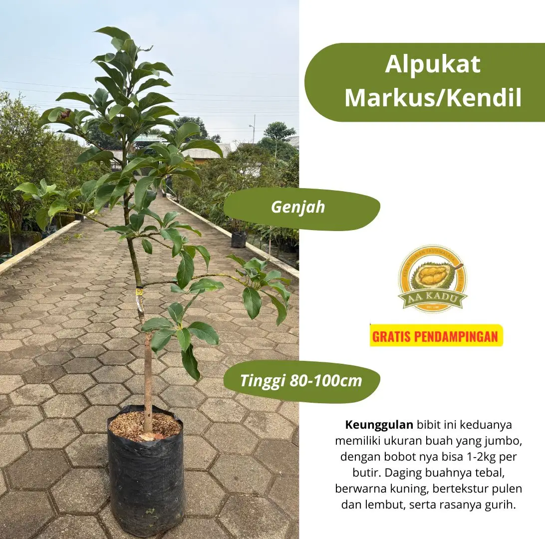 Bibit Alpukat Markus/Kendil Okulasi