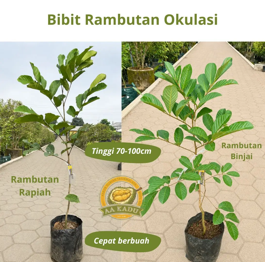 Bibit Rambutan Okulasi  | Ready Binjai dan Rapiah