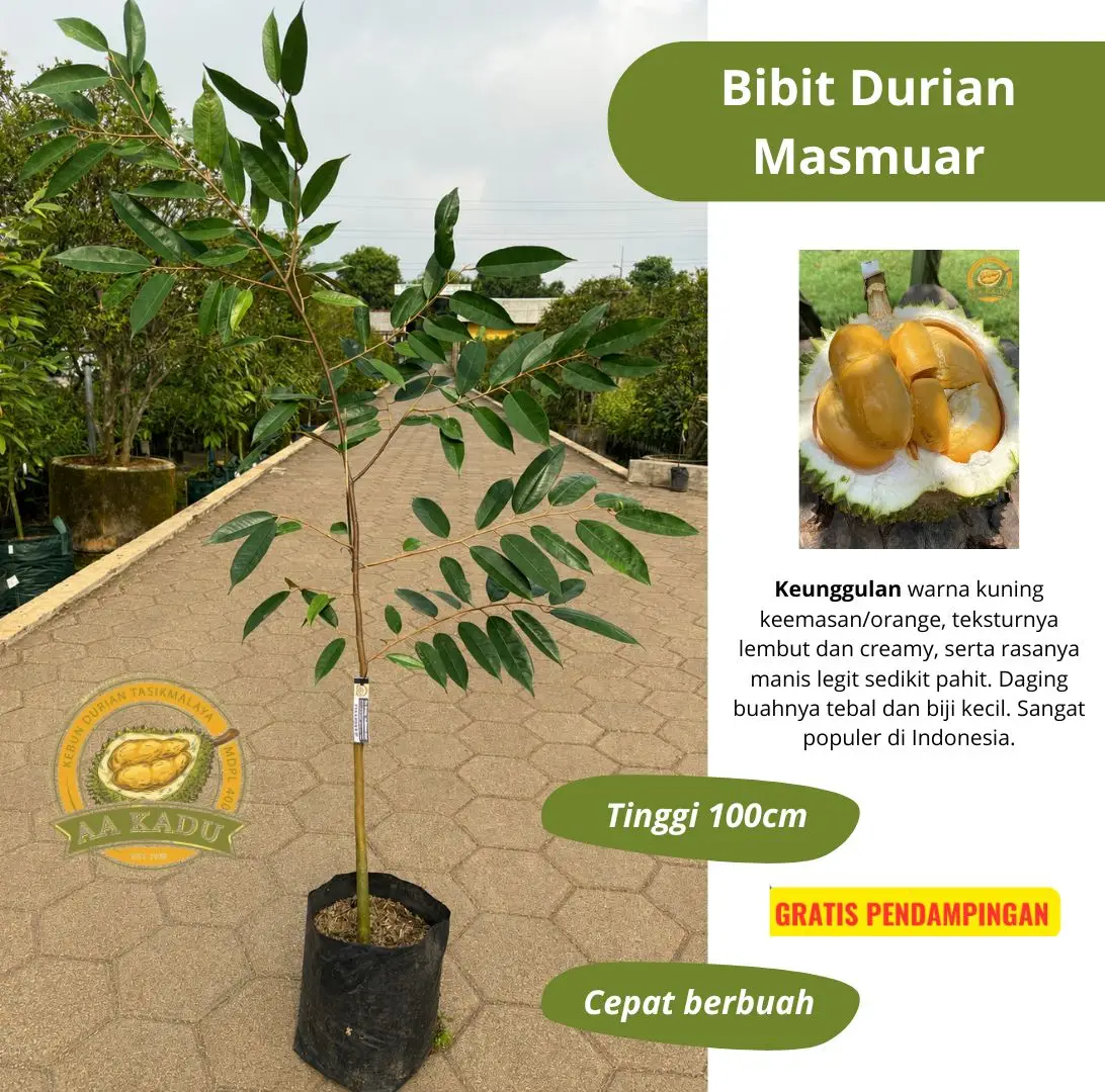 Bibit Durian Masmuar Tinggi 100cm Premium Okulasi