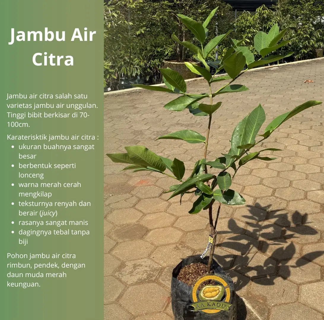 Bibit Jambu Air Citra Okulasi