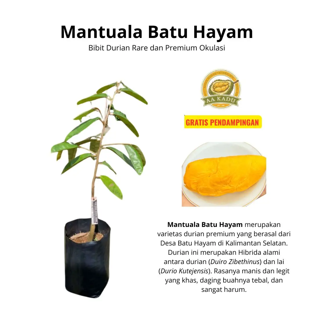 Bibit Durian Mantuala Batu Hayam Okulasi | Bibit Durian Rare dan Premium