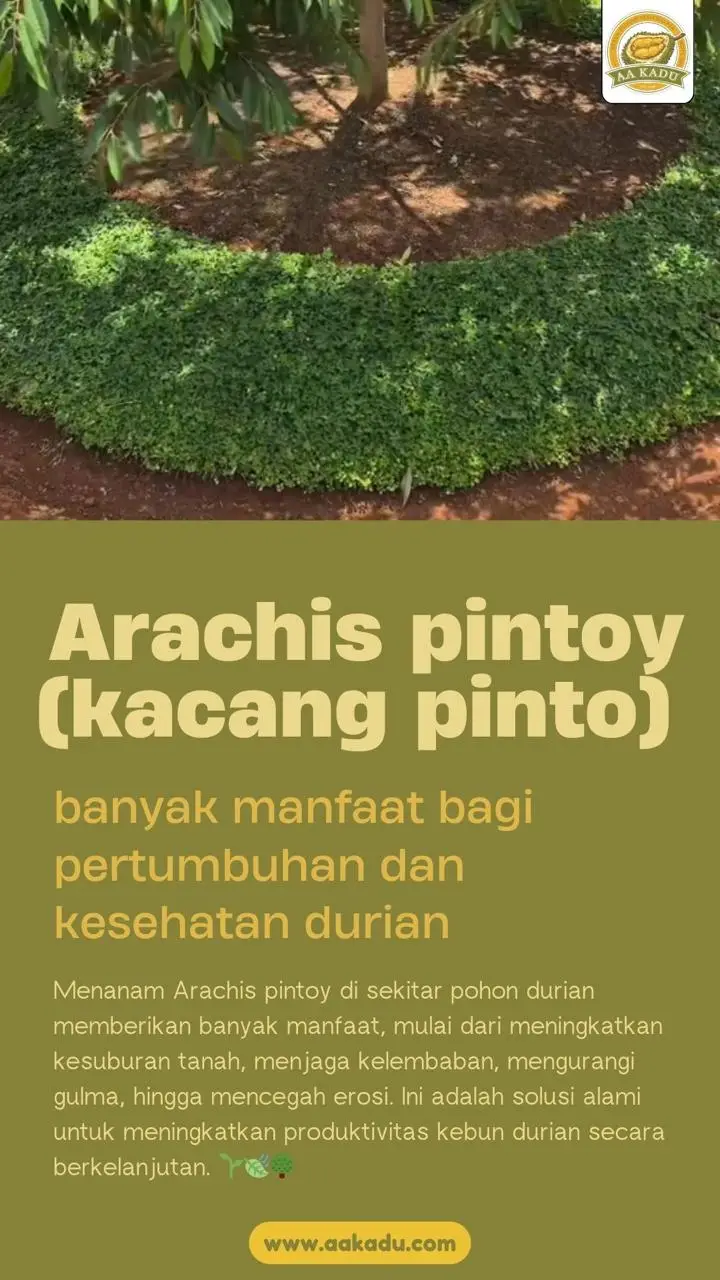 Arachis Pintoi (Kacang Pinto)