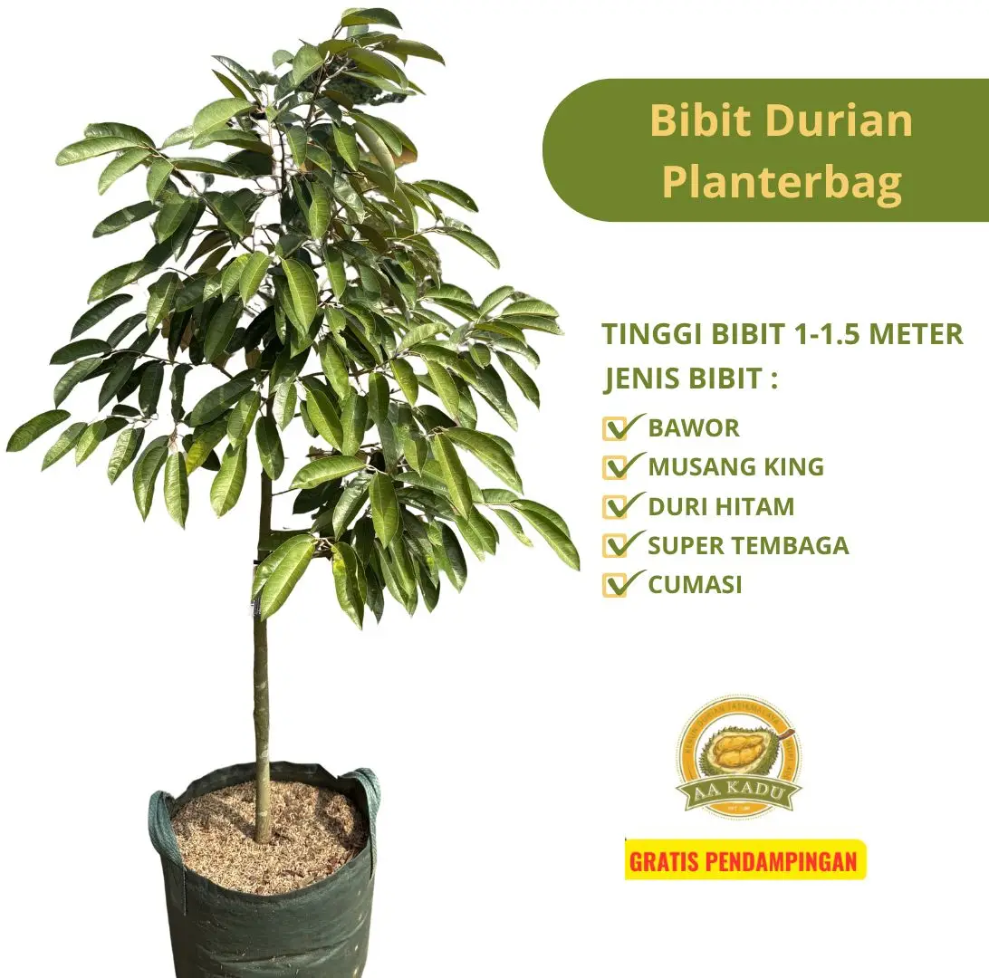 Bibit Durian Planterbag Okulasi Premium
