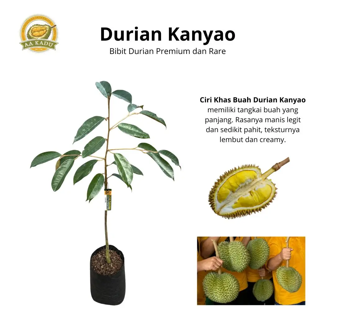 Bibit Durian Kanyao/Kan Yao Okulasi | Bibit Durian Rare dan Premium