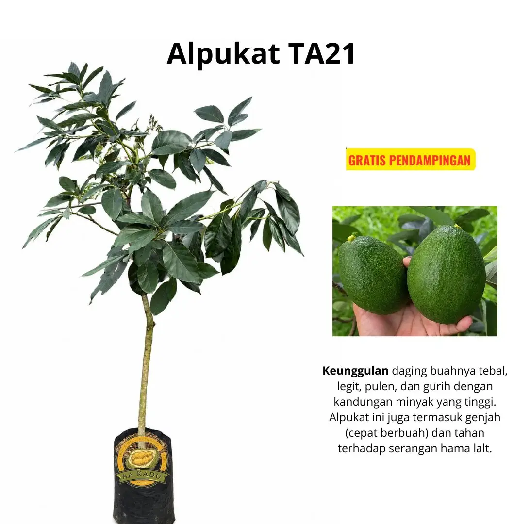 Bibit Alpukat TA21 Okulasi
