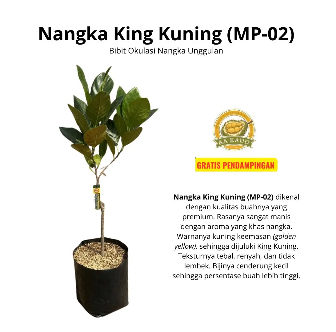 Bibit Nangka King Kuning (MP-02) Okulasi