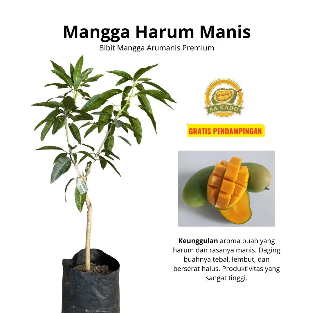 Bibit Okulasi Mangga Harum Manis/Arumanis