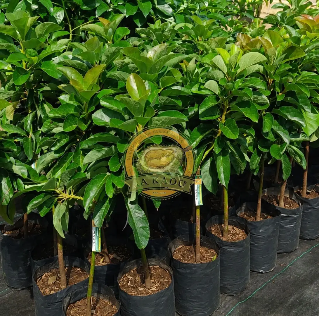 Bibit Alpukat Cuba Okulasi