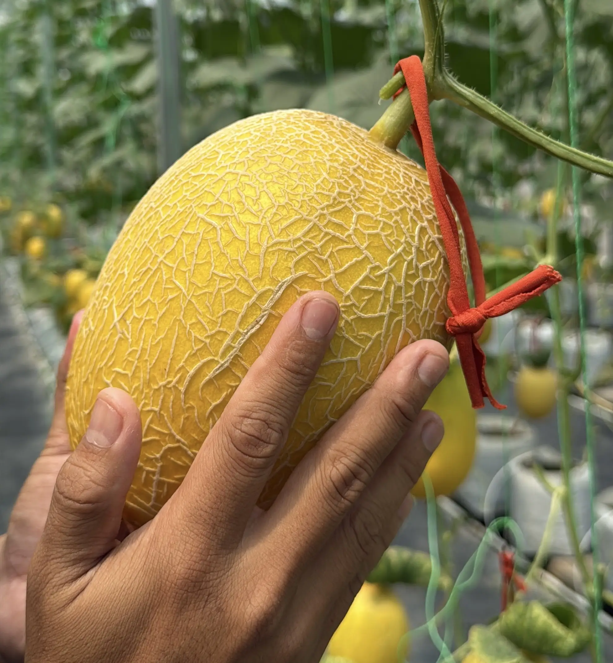 Melon Lavender
