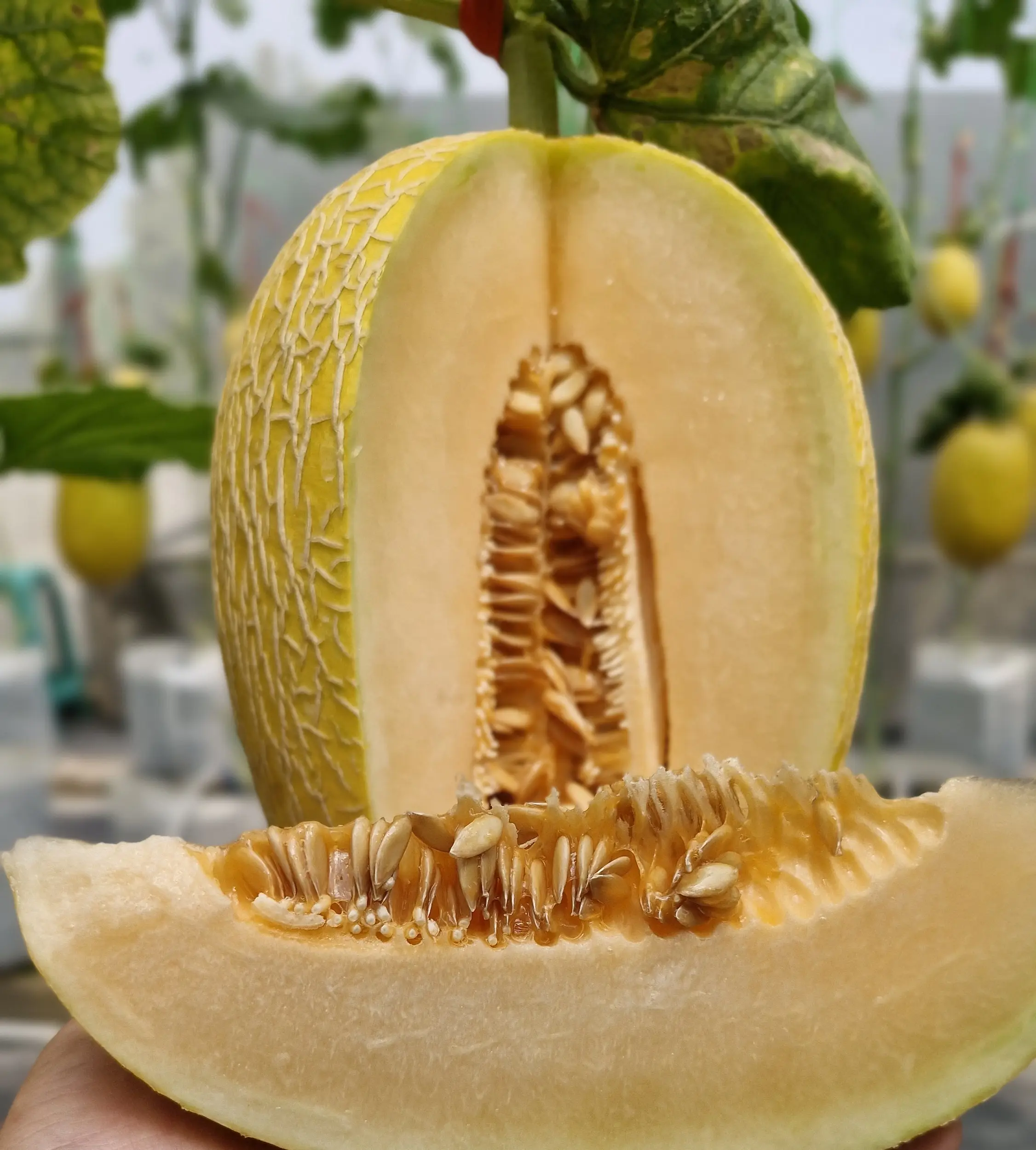 Melon Lavender