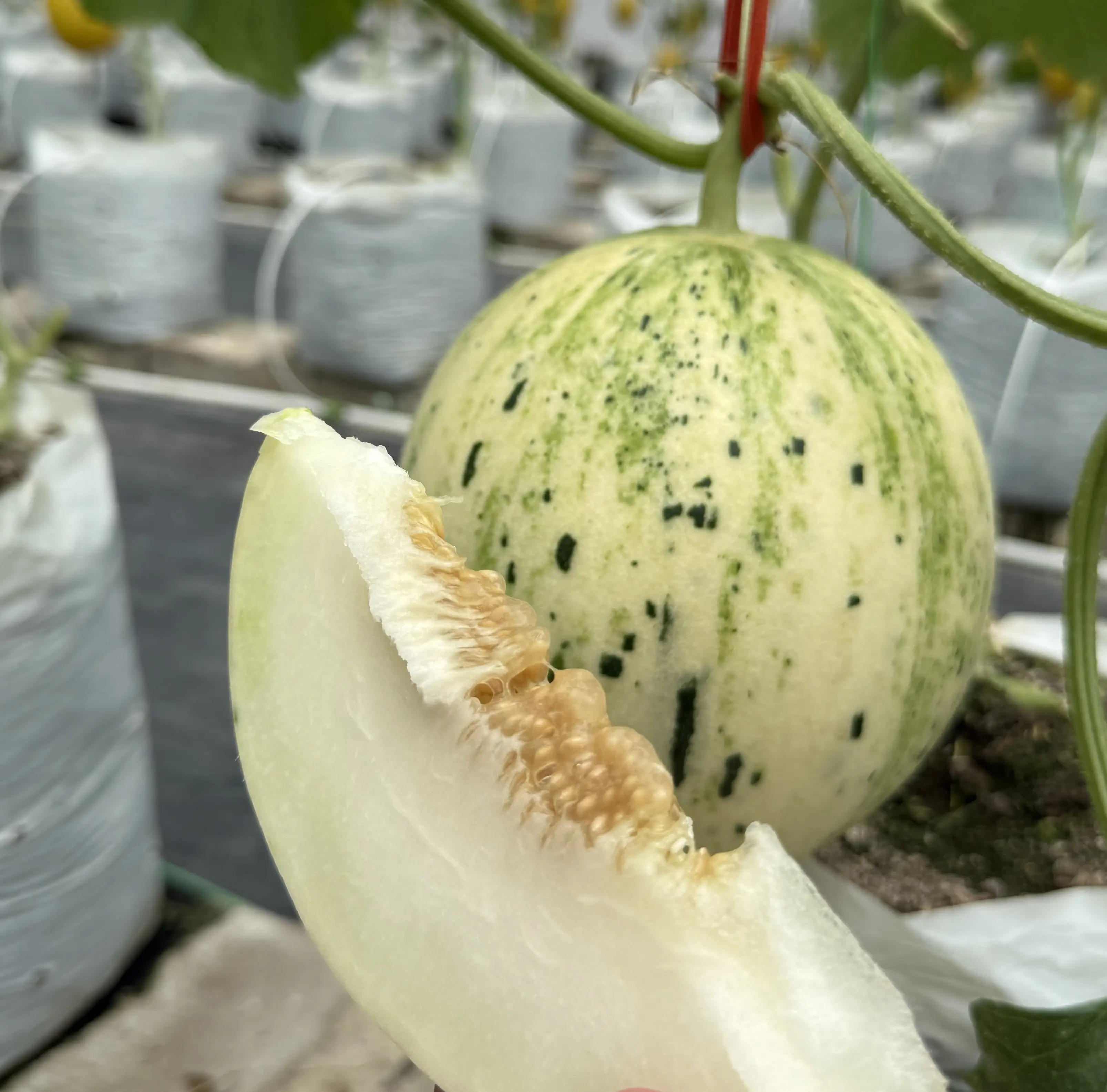 Melon Dalmatian