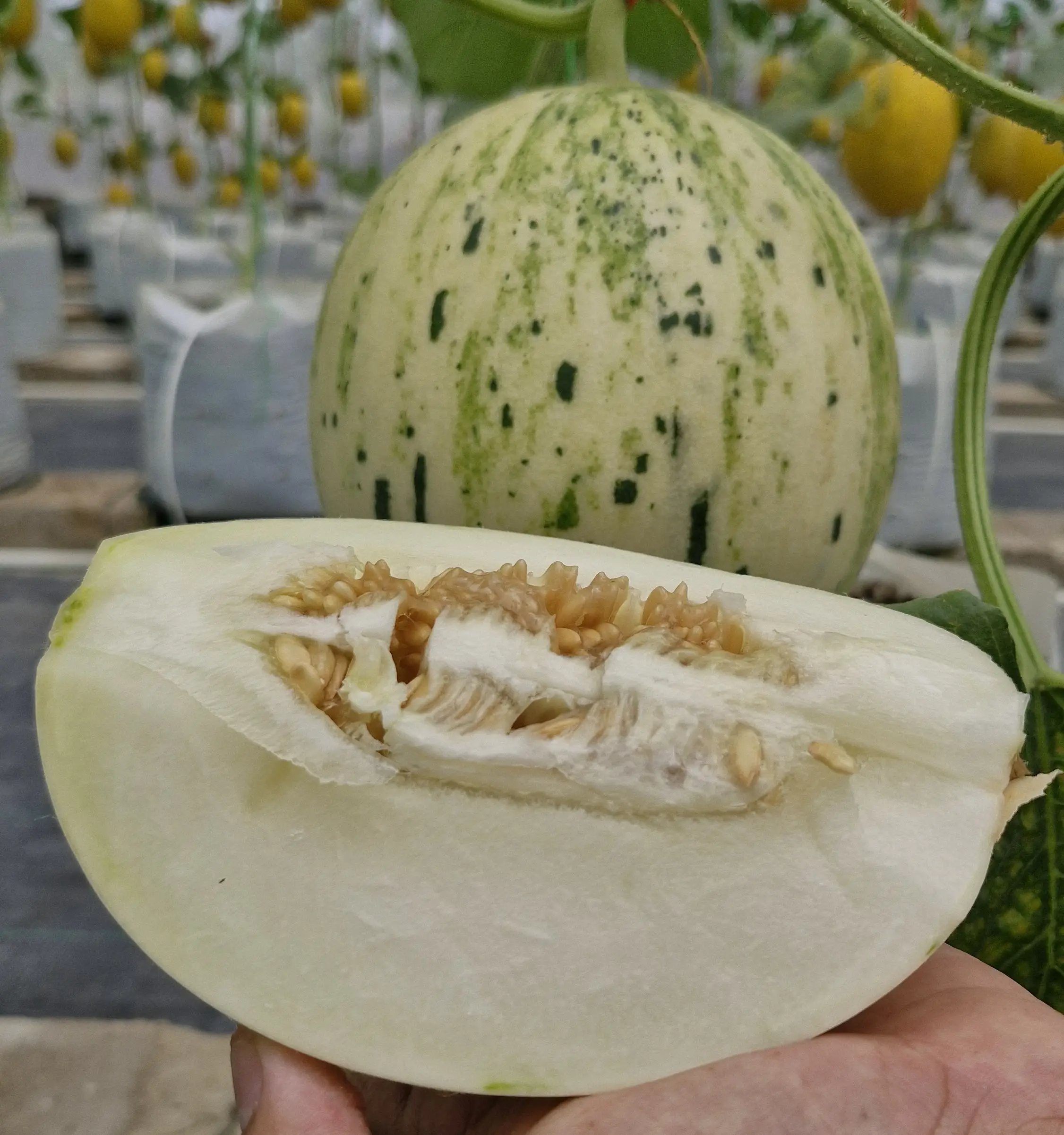 Melon Dalmatian
