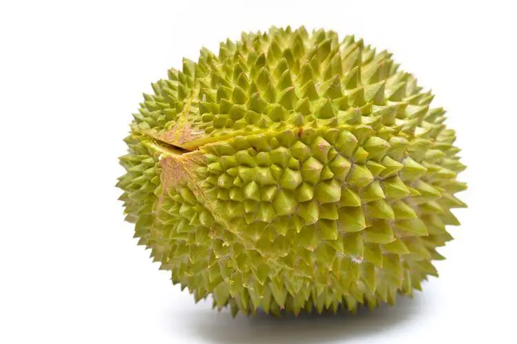 Musang KIng