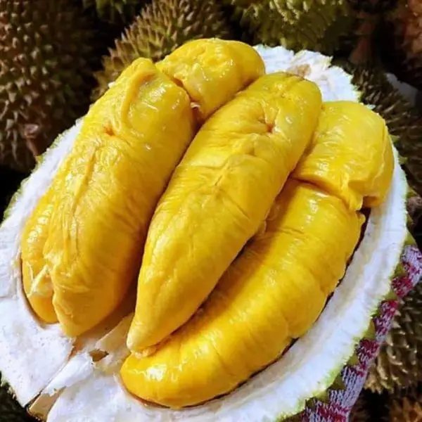 Musang King CBR