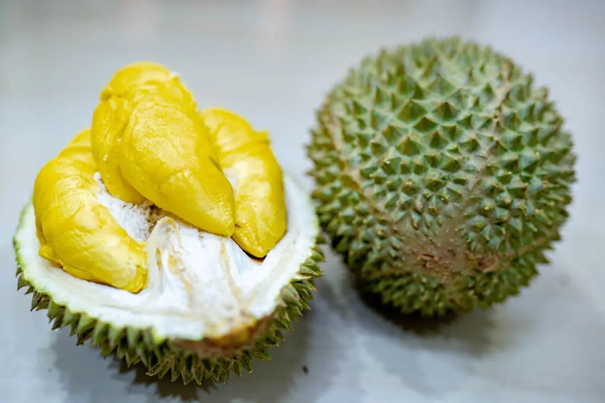 Musang King CBN B