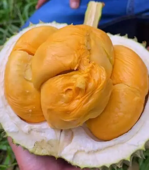 Duri Hitam CBN C