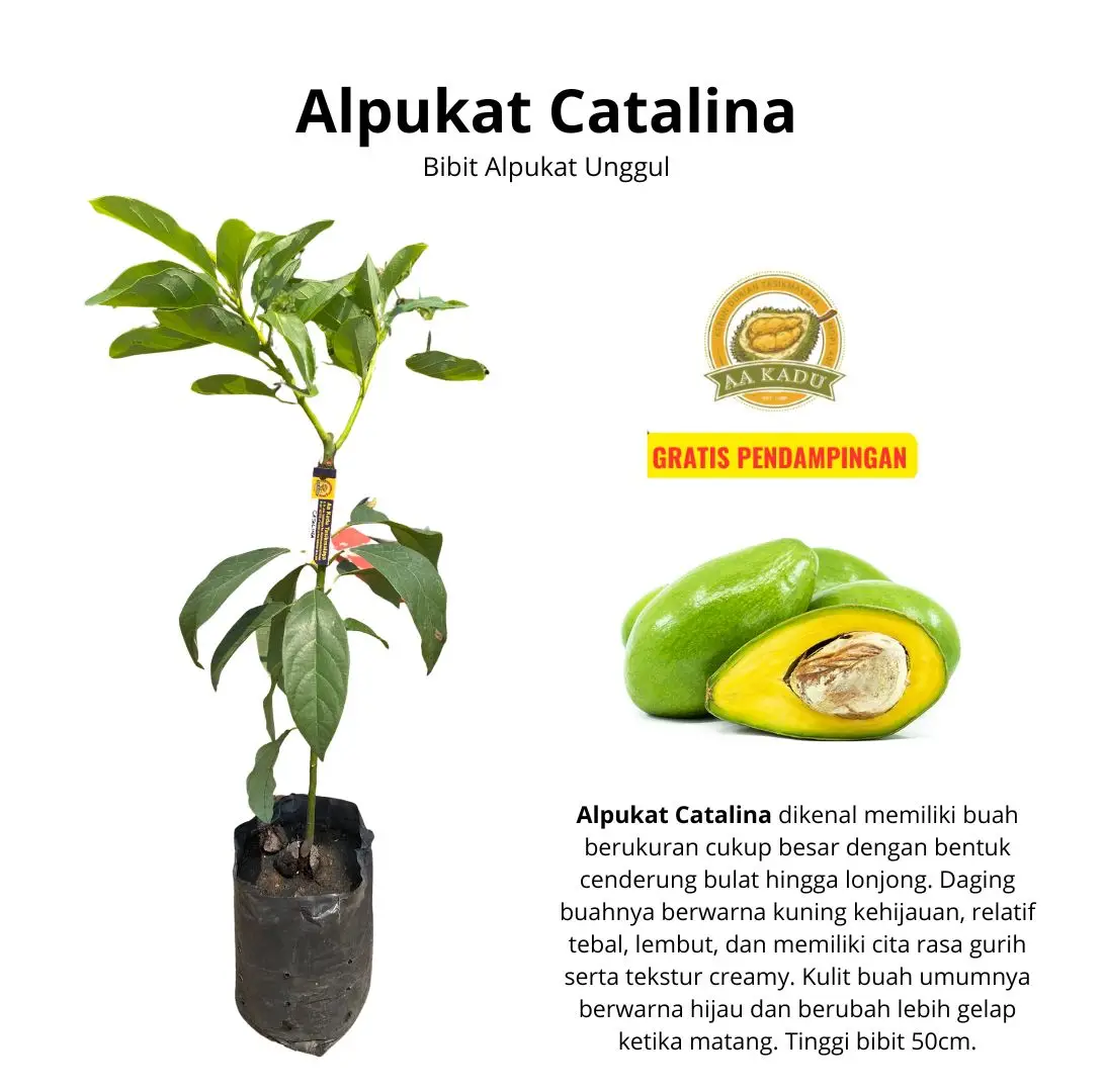 Bibit Alpukat Catalina Okulasi