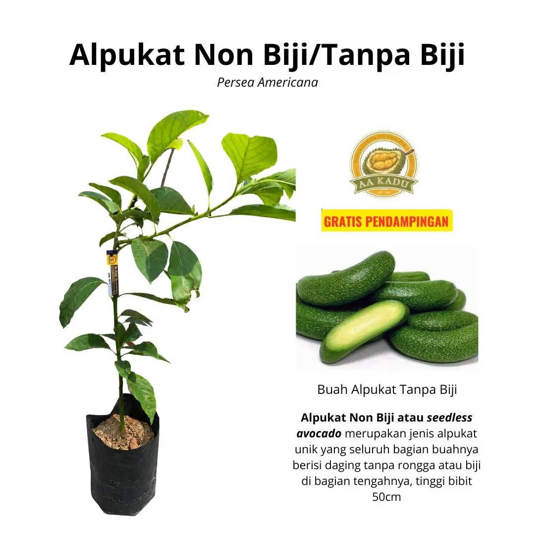 Bibit Alpukat Non Biji/Tanpa Biji Okulasi