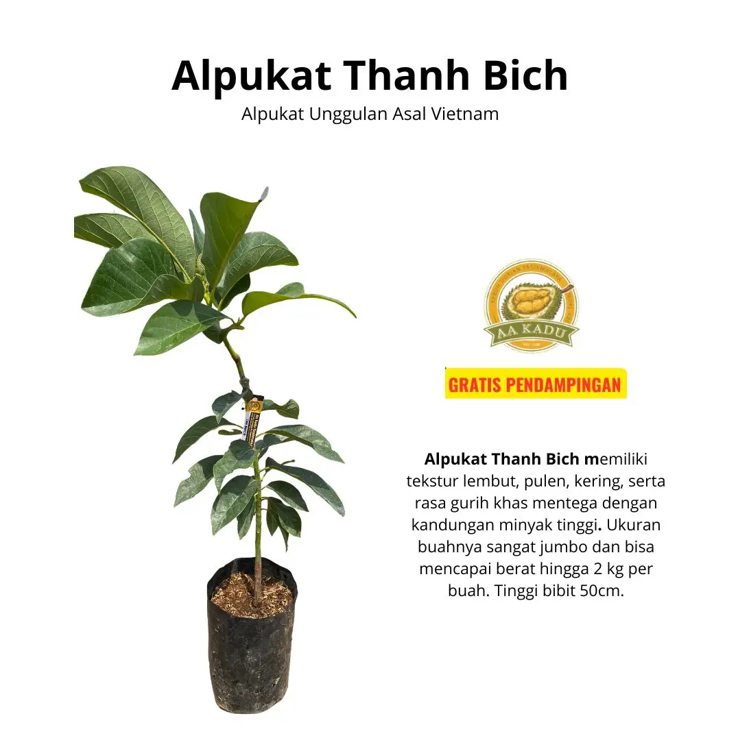 Bibit Alpukat Thanh Bich Okulasi