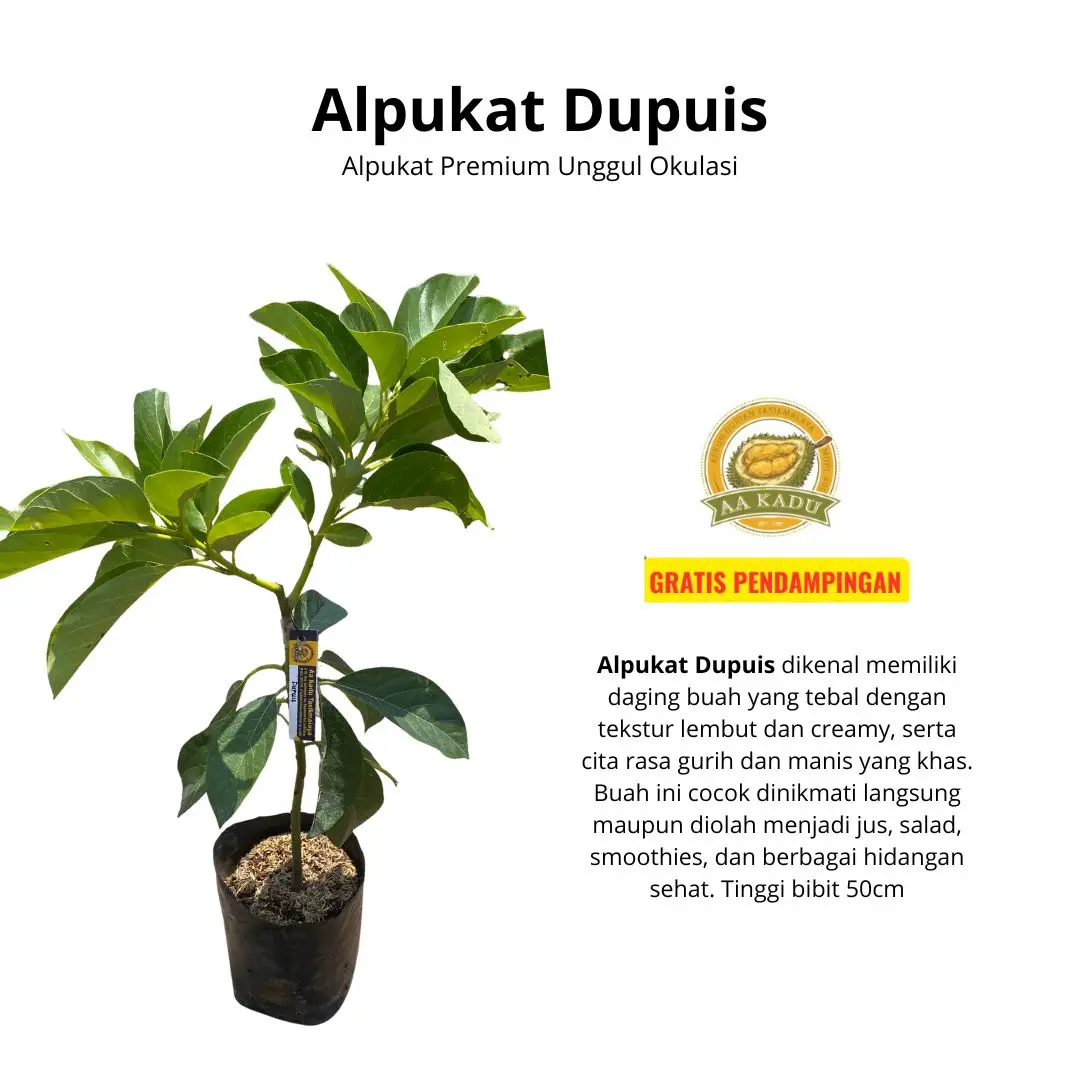 Bibit Alpukat Dupuis Okulasi