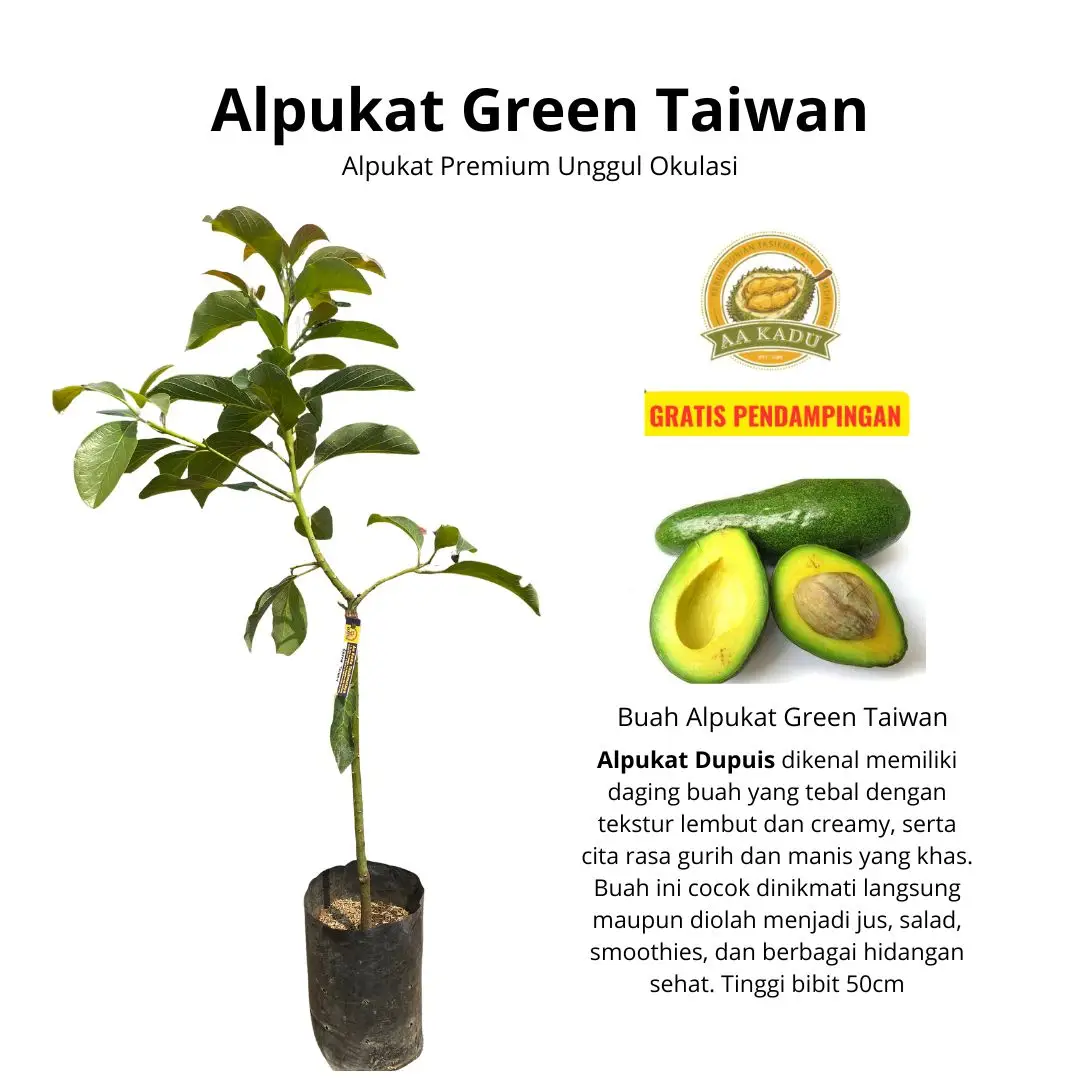 Bibit Alpukat Green Taiwan Okulasi