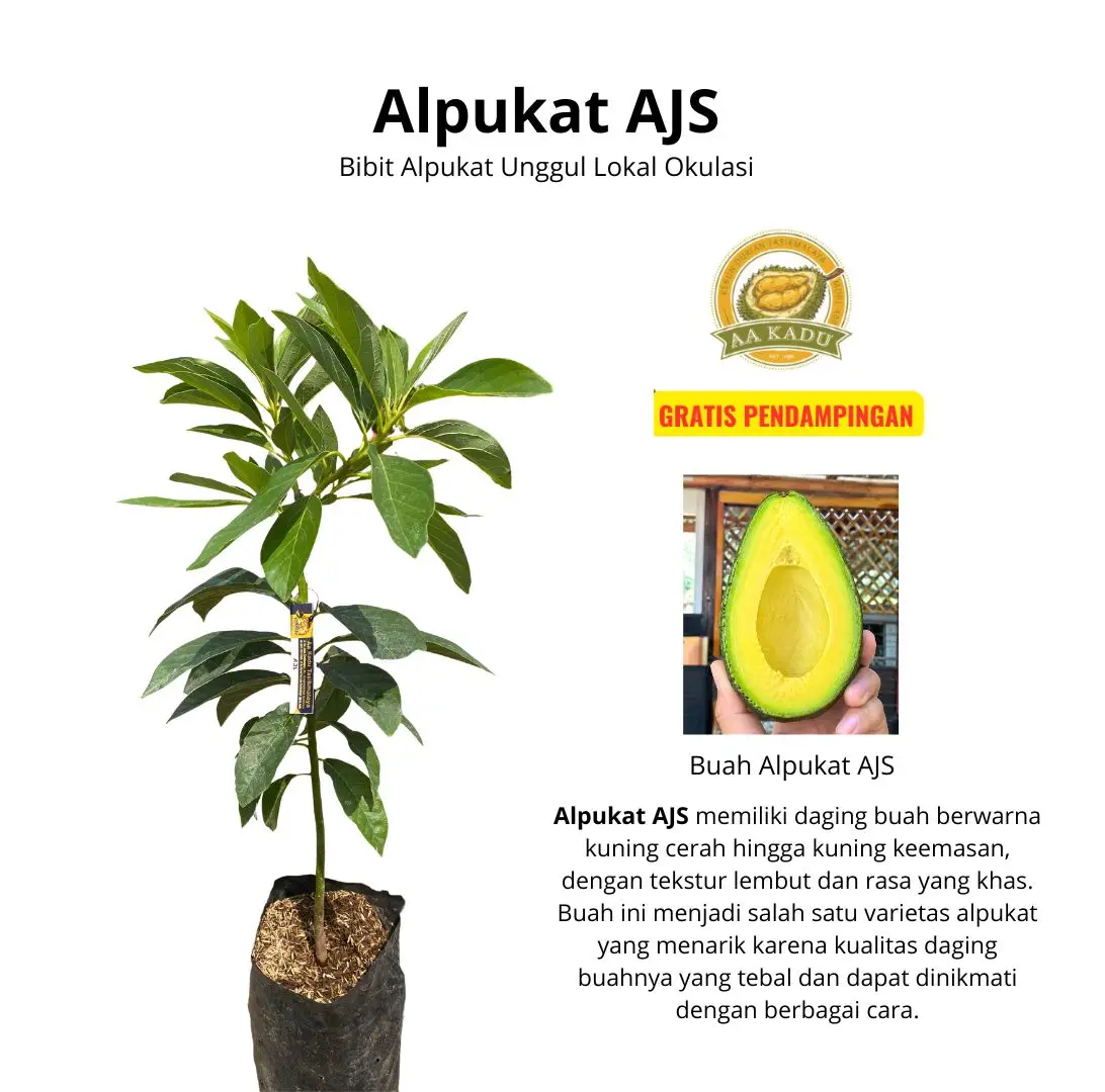 Bibit Alpukat AJS Okulasi