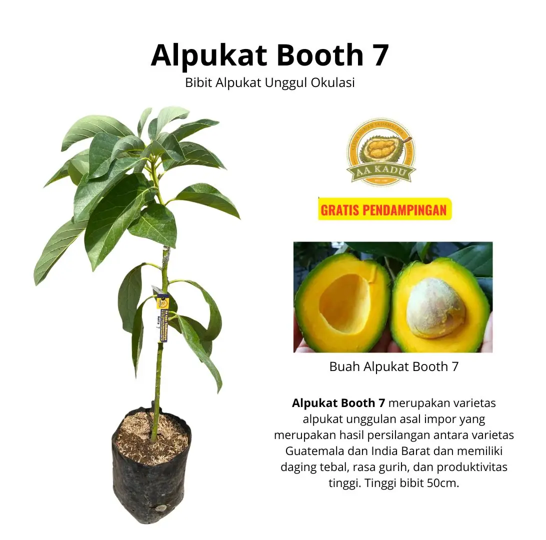 Bibit Alpukat Booth 7 Okulasi
