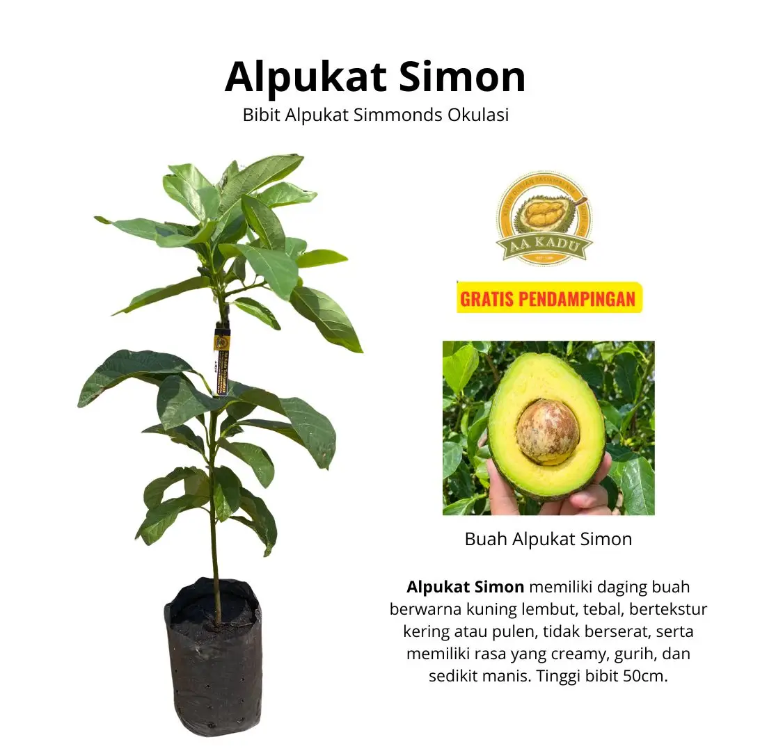 Bibit Alpukat Simon/Simmonds Okulasi