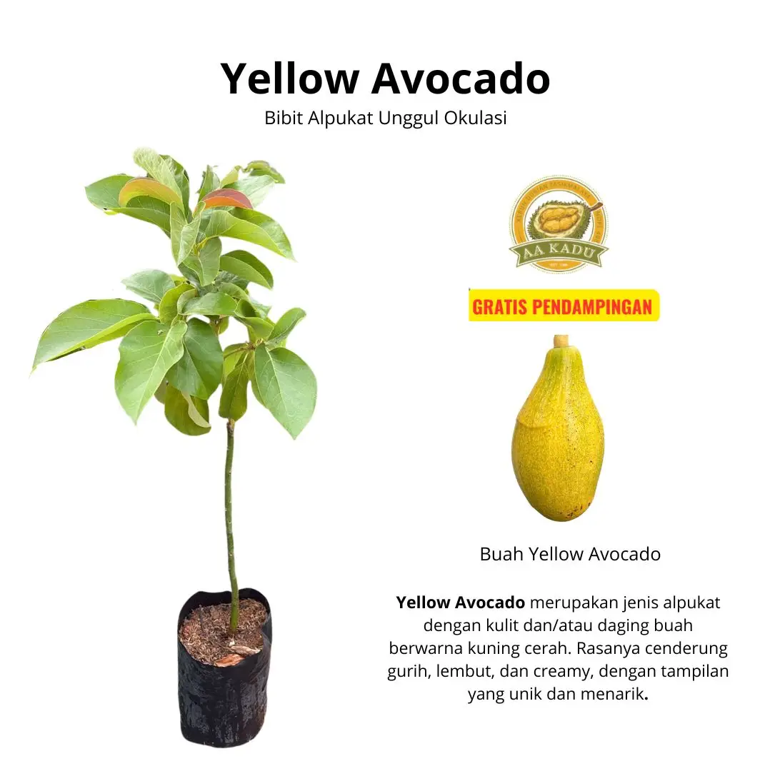 Bibit Yellow Avocado/Yellow Vietnam Okulasi