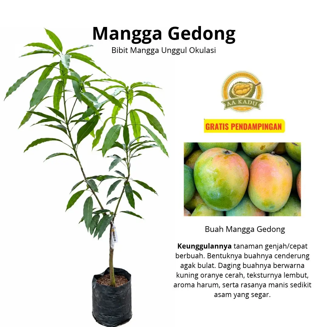BIbit Okulasi Mangga Gedong